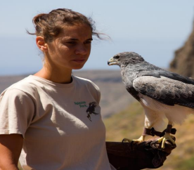 falcon